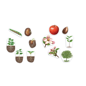 LE CYCLE DE VIE DE LA PLANTE